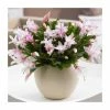 13cm Christmas Cactus | Schlumbergera 'Light Pink' | 13cm Pot -6L-8L Pot Sales Store PL5534 main image a3c1