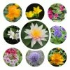 Medium Ornamental Colour Pond Plant Collection 3x 1L Pots -6L-8L Pot Sales Store PL80121 main image f27a