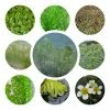 Medium Oxygenating Pond Plant Collection 3x 1L Pots -6L-8L Pot Sales Store PL80122 main image 4454
