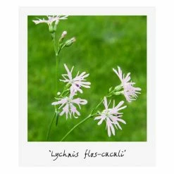 Medium Wildlife Pond Plant Collection 3x 1L Pots -6L-8L Pot Sales Store PL80123 add image 2 67c9