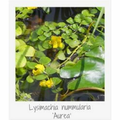 Medium Wildlife Pond Plant Collection 3x 1L Pots -6L-8L Pot Sales Store PL80123 add image 3 5769