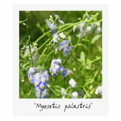 Medium Wildlife Pond Plant Collection 3x 1L Pots -6L-8L Pot Sales Store PL80123 add image 4 5571