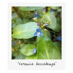 Medium Wildlife Pond Plant Collection 3x 1L Pots -6L-8L Pot Sales Store PL80123 add image 5 6592