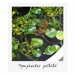 Medium Wildlife Pond Plant Collection 3x 1L Pots -6L-8L Pot Sales Store PL80123 add image 6 66cb