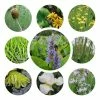 Medium Wildlife Pond Plant Collection 3x 1L Pots -6L-8L Pot Sales Store PL80123 main image 4805