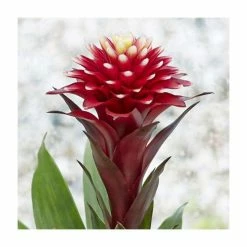 40-50cm Bromeliad | Guzmania Francesca | 13cm Pot -6L-8L Pot Sales Store PL92309P add image 1 18d4