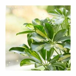 40-50cm Schefflera 'Gold Cappella' | Umbrella Tree | 13cm Pot -6L-8L Pot Sales Store PL92340P add image 1 11db