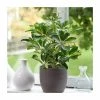 40-50cm Schefflera 'Gold Cappella' | Umbrella Tree | 13cm Pot -6L-8L Pot Sales Store PL92340P main image 9999