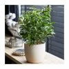 Ficus Benjamina 'Natasha' | Weeping Fig Plant -6L-8L Pot Sales Store PL92343P main image eeb6
