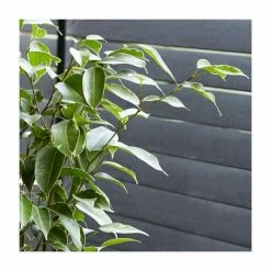 Variegated Ficus Benjamina | Weeping Fig Plant -6L-8L Pot Sales Store PL92344P add image 1 c177