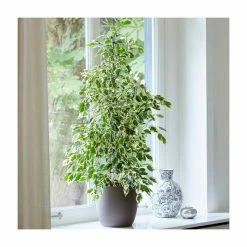 Variegated Ficus Benjamina | Weeping Fig Plant