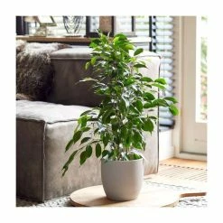 Ficus Benjamina | Weeping Fig Plant