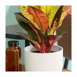 Codiaeum 'Mrs Icetone' | Croton Plant -6L-8L Pot Sales Store PL92347P add image 1 9dfe