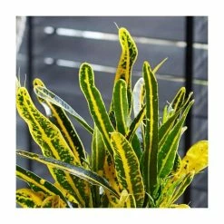 40-50cm Croton 'Yellow Banana' | Joseph's Coat | 13cm Pot -6L-8L Pot Sales Store PL92349P add image 1 e847