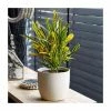 40-50cm Croton 'Yellow Banana' | Joseph's Coat | 13cm Pot -6L-8L Pot Sales Store PL92349P main image 2668