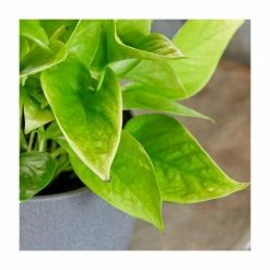 40-50cm Devil's Ivy 'Golden Queen' | Scindapsus | 13cm Pot -6L-8L Pot Sales Store PL92353P add image 1 a7da