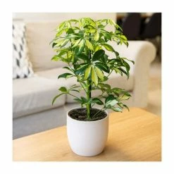 35-45cm Schefflera 'Gerda' | Umbrella Tree | 13cm Pot