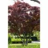 Acer palmatum 'Atropurpureum' | Japanese Maple Tree -6L-8L Pot Sales Store PL9239050 main image 43a2