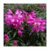 1ft Evergreen Rhododendron 'Graziella' | 7.5L Pot
