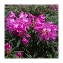 1ft Evergreen Rhododendron 'Graziella' | 7.5L Pot