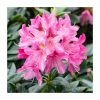 2ft Evergreen Rhododendron 'Cosmopolitan' | 7.5L Pot -6L-8L Pot Sales Store PL9239145 main image 48c3