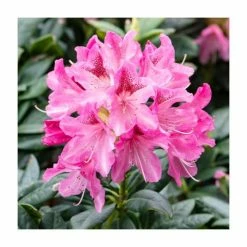 2ft Evergreen Rhododendron 'Cosmopolitan' | 7.5L Pot