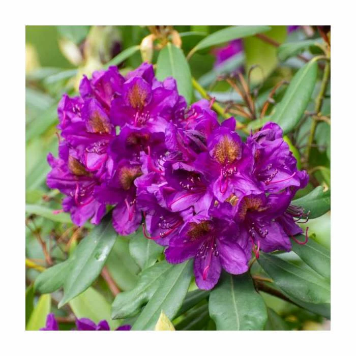 2ft Rhododendron 'Marcel Menard' | 7.5L Pot 3 2ft Rhododendron 'Marcel Menard' | 7.5L Pot