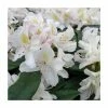 2ft Rhododendron 'Madame Masson' | 7.5L Pot 2 2ft Rhododendron 'Madame Masson' | 7.5L Pot -6L-8L Pot Sales Store PL9239147 main image 12e0