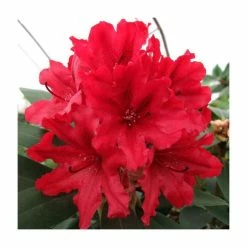 2ft Rhododendron 'Tarragona' | 7.5L Pot
