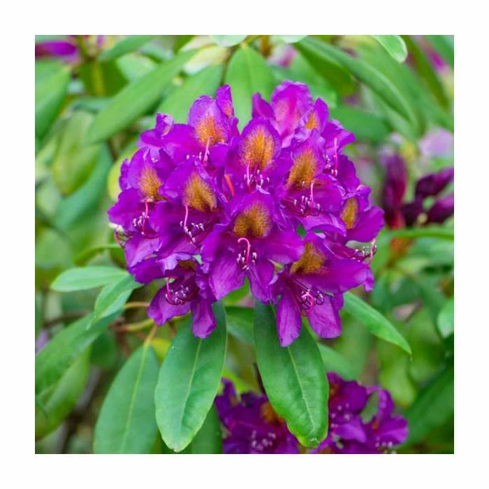 2ft Rhododendron 'Libretto' | 7.5L Pot 3 2ft Rhododendron 'Libretto' | 7.5L Pot