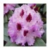 2ft Rhododendron 'Peter Alan' | 7.5L Pot -6L-8L Pot Sales Store PL9239150 main image 380a