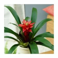 60-65cm Guzmania 'Allura' | 13cm Pot -6L-8L Pot Sales Store PL92401PP add image 1 aebe