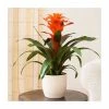 60-65cm Guzmania 'Allura' | 13cm Pot -6L-8L Pot Sales Store PL92401PP main image 4cde