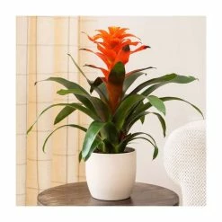 60-65cm Guzmania 'Allura' | 13cm Pot