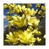 Magnolia 'Sunspire' | 7L Pot | 100-120cm Half Standard -6L-8L Pot Sales Store PL925678 main image cd89