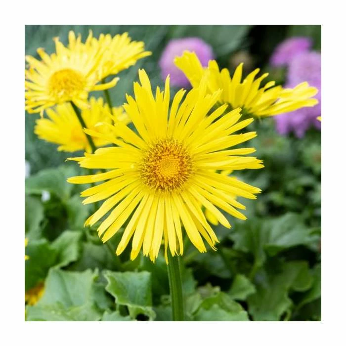 Doronicum 'Little Leo' | 13cm Pot 3 Doronicum 'Little Leo' | 13cm Pot