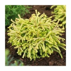 Thuja occidentalis 'Golden Tuffet' | White Cedar