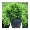 Picea glauca var. albertiana 'Alberta Globe' | 1L Pot 1 Picea glauca var. albertiana 'Alberta Globe' | 1L Pot -6L-8L Pot Sales Store PL9726 main image 4738