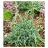 Juniperus squamata 'Blue Carpet' | Himalayan Juniper -6L-8L Pot Sales Store PL9730 main image 9ace