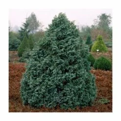 Chamaecyparis pisifera 'Boulevard' | 1L Pot