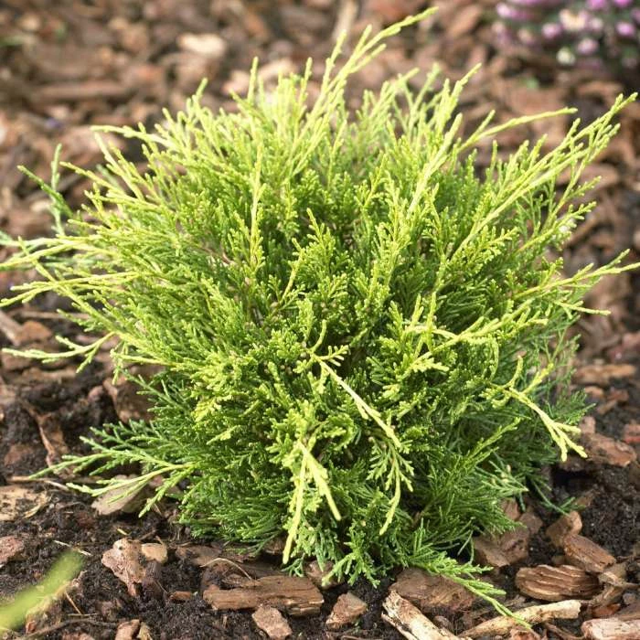 Juniperus × pfitzeriana 'Carbery Gold' | 1L Pot 3 Juniperus × pfitzeriana 'Carbery Gold' | 1L Pot