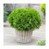 Thuja occidentalis 'Danica' | 1L Pot -6L-8L Pot Sales Store PL9734 main image 563f