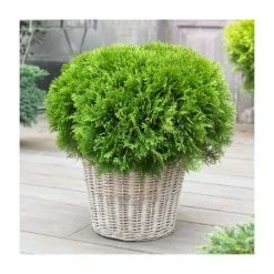 Thuja occidentalis 'Danica' | 1L Pot
