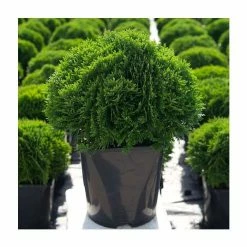 6L-8L Pot Sales Store -6L-8L Pot Sales Store PL9734 rollover image 189a