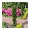 Taxus baccata 'Fastigiata Robusta' | 1L Pot -6L-8L Pot Sales Store PL9740 main image 392c