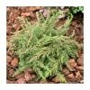 Juniperus communis 'Green Carpet' | 1L Pot -6L-8L Pot Sales Store PL9744 main image 3bbc