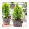 Thuja occidentalis 'Golden Smaragd' | 1L Pot -6L-8L Pot Sales Store PL9745 main image 062f