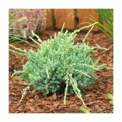 Juniperus squamata 'Holger' | Himalayan Juniper