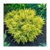 Juniperus horizontalis 'Limeglow' | 1L Pot -6L-8L Pot Sales Store PL9749 main image a994