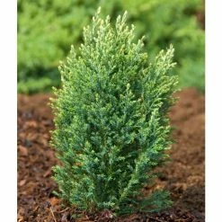 Chamaecyparis lawsoniana 'Snow White' | 1L Pot